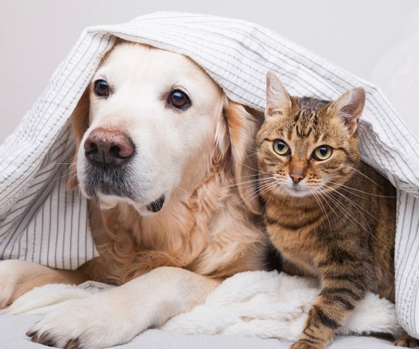 269075-1600x1030-reasons-why-people-think-cats-are-better-than-dogs