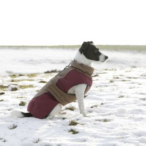 Hund mit Mantel im Schnee